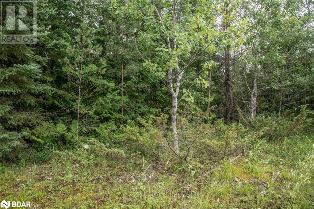 Lot 250 Mcguire Beach Road, Kawartha Lakes, Ontario  K0M 2B0 - Photo 9 - 40469331